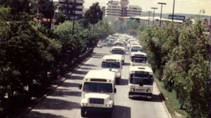 El alamillo, el árbol nativo de México por el que León era más verde en los 80