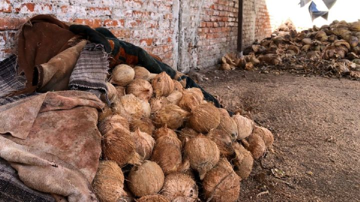 Escasez de agua de coco en León: acaparan la venta en la costa