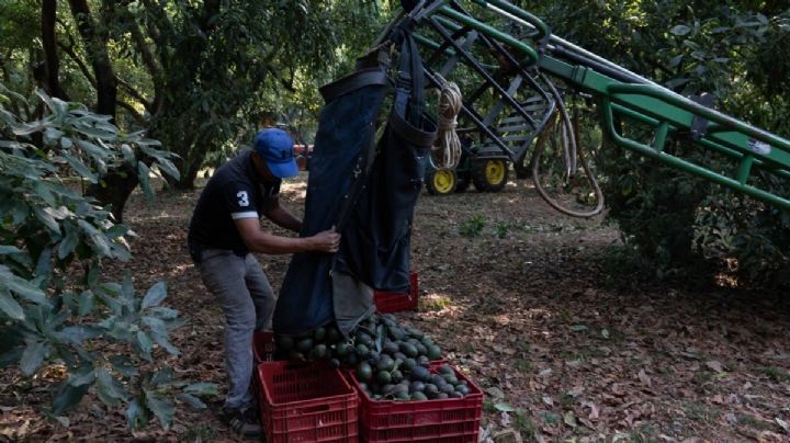 Envíos de aguacate a EU, hasta que haya seguridad, advierte embajador
