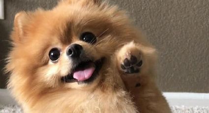 5 curiosidades sobre los perros Pomerania que demuestran por qué son tan especiales