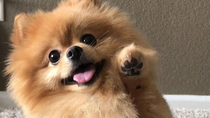 5 curiosidades sobre los perros Pomerania que demuestran por qué son tan especiales