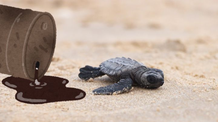 Alerta ambiental en Tamaulipas: Tortuga Lora está muriendo por huella de petróleo