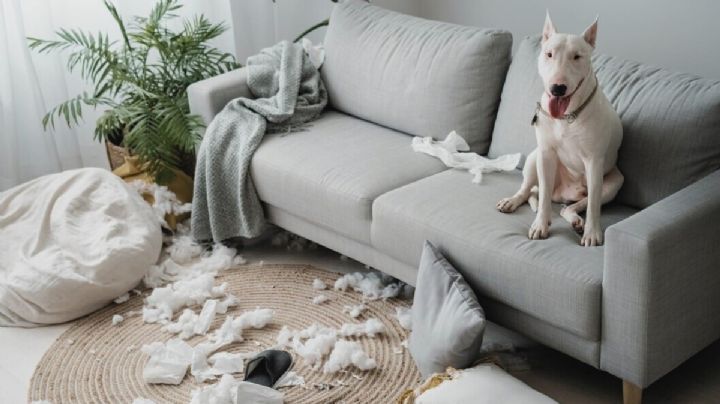 5 razas de perros difíciles de domesticar; es un reto educarlos