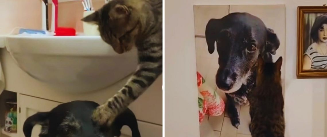 Gatito conmueve al acariciar la foto de su hermano perro fallecido | VIDEO