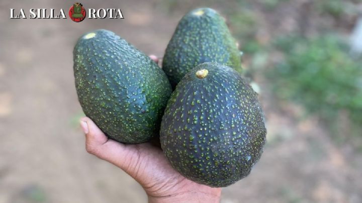 Crisis de aguacate en Michoacán: ¿Quiénes son los responsables por el bloqueo promovido por Estados Unidos?