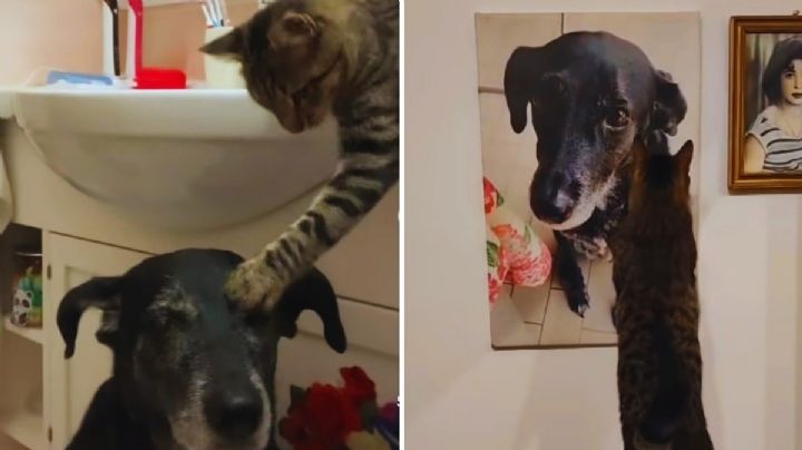 Gatito conmueve al acariciar la foto de su hermano perro fallecido | VIDEO