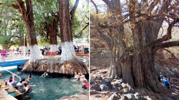 Estos son los ahuehuetes que generan turismo en Guanajuato