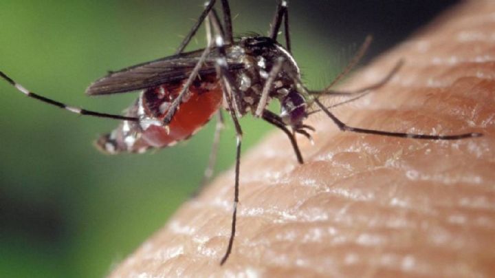 Mosco del Dengue no se reproduce en canales o ríos: Secretaría de Salud