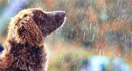 3 consejos para sacar a pasear a tu perro y no se moje con la lluvia