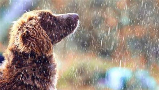 3 consejos para sacar a pasear a tu perro y no se moje con la lluvia