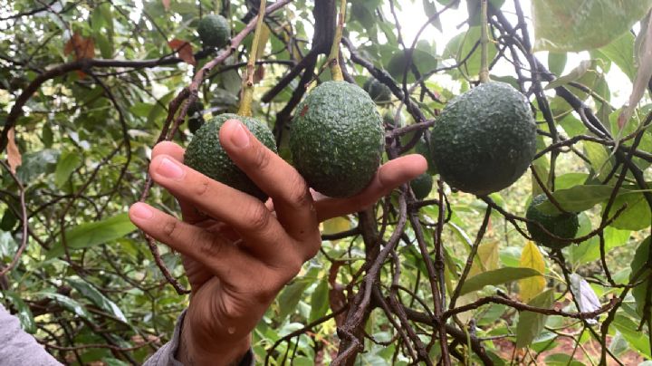 “Por veto de EU, ya despedí trabajadores”: productor de aguacate