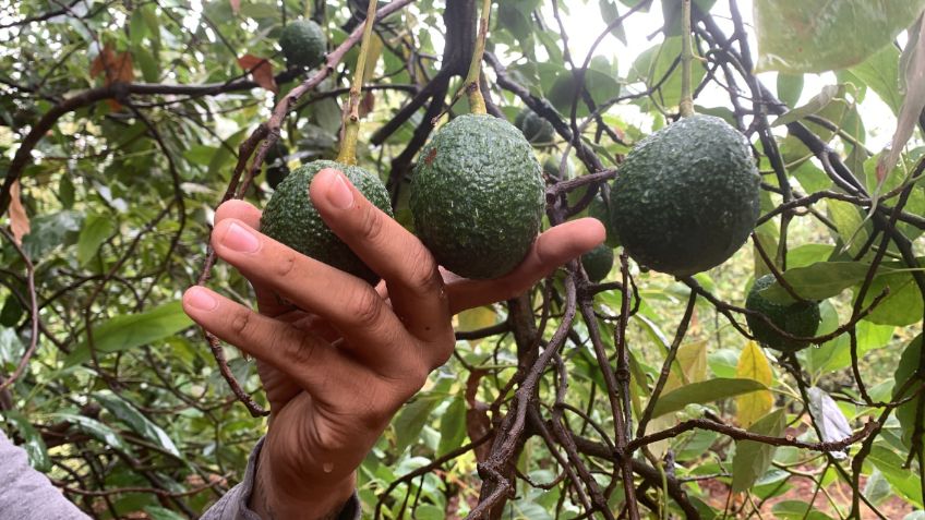 Brasil abre la puerta al aguacate mexicano; avalan exportación con nuevo protocolo