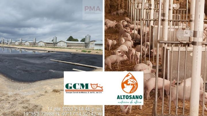 Granjas Carroll suma años de contaminación en Perote: ambientalistas