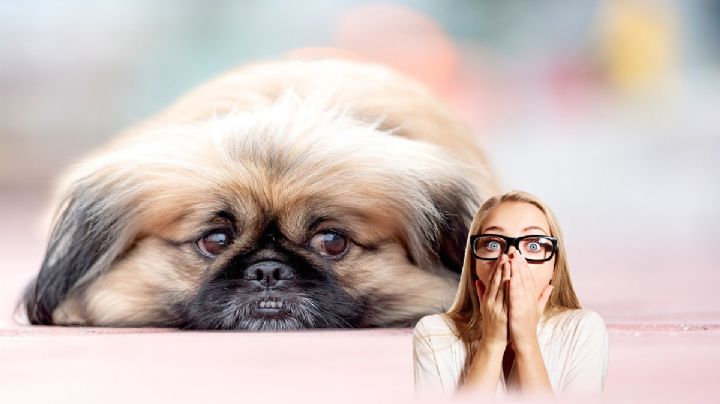 Así es Wild Thang, el perro más feo del mundo; esta es su trágica historia