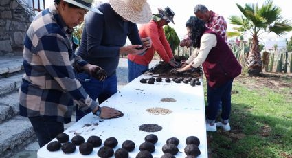 La técnica japonesa que usan en Hidalgo para reforestar zonas de difícil acceso