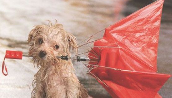 5 razas de perros que aman mojarse bajo la lluvia