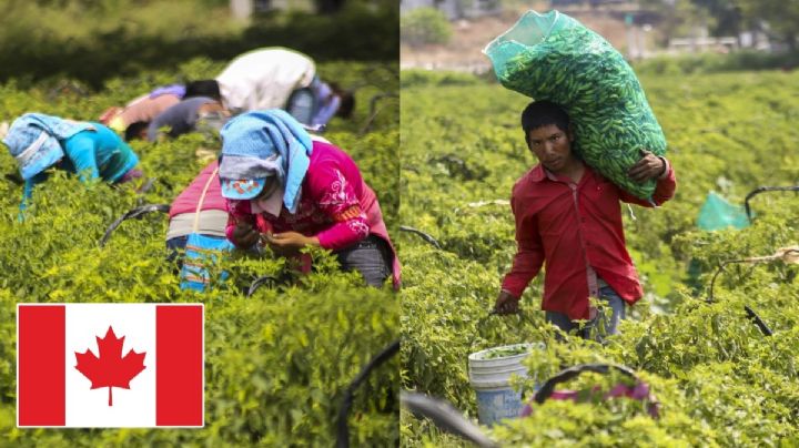 ¿Trabajo en Canadá promovido por Tlaxcala? ¡Cuidado! Con esta publicación