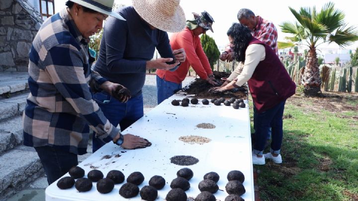 La técnica japonesa que usan en Hidalgo para reforestar zonas de difícil acceso