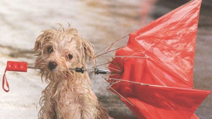 5 razas de perros que aman mojarse bajo la lluvia