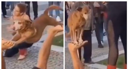 Perro acróbata y su dueño sorprenden con su espectáculo callejero | VIDEO