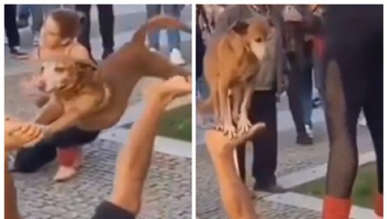 Perro acróbata y su dueño sorprenden con su espectáculo callejero | VIDEO
