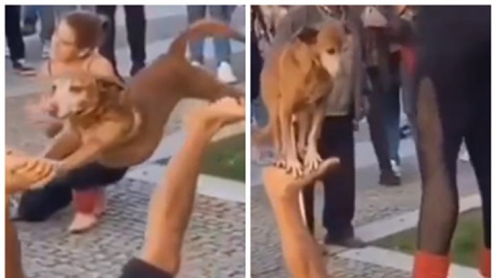 Perro acróbata y su dueño sorprenden con su espectáculo callejero | VIDEO