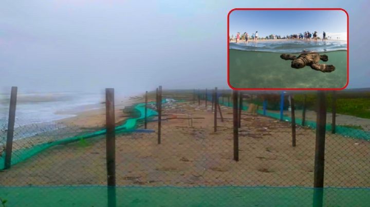 Tormenta “Alberto” provocó pérdida de 35,000 huevos de tortuga