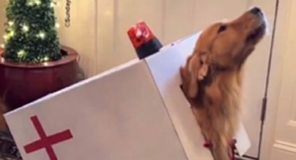 Perro ambulancia conquista internet con su original disfraz