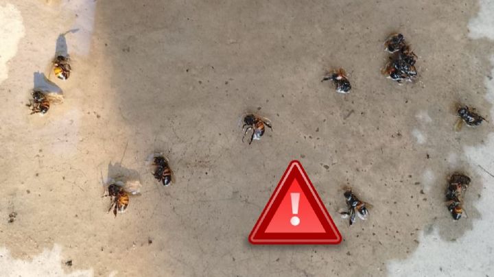 Abejas africanas atacan a familia y matan a más de 20 animales en el sur