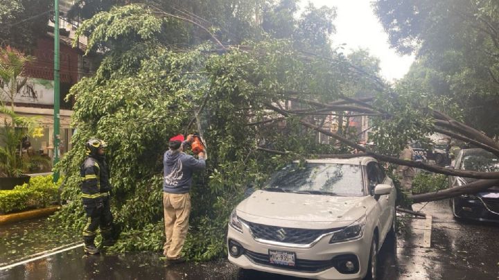 Árbol de 25 metros cae sobre tres autos en Coyoacán
