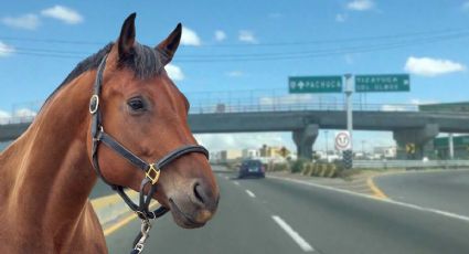 Caballo aparece en la México-Pachuca, saca a camioneta del camino