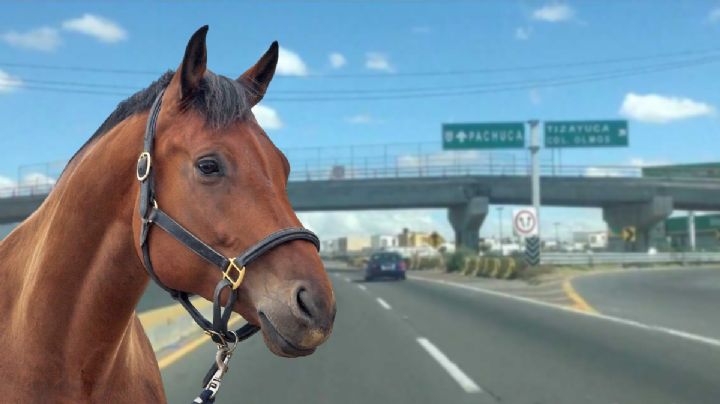 Caballo aparece en la México-Pachuca, saca a camioneta del camino