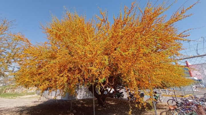 La hermosa floración del huizache: árbol nativo de Guanajuato