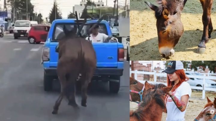 Elena Larrea y Cuacolandia logran justicia para mula “Hope”