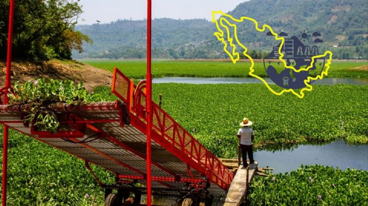 Día Mundial del Medio Ambiente: México, de los países que menos cuidan su biodiversidad