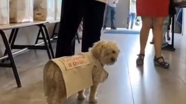 La historia de Daisy, la perrita funcionaria de casilla