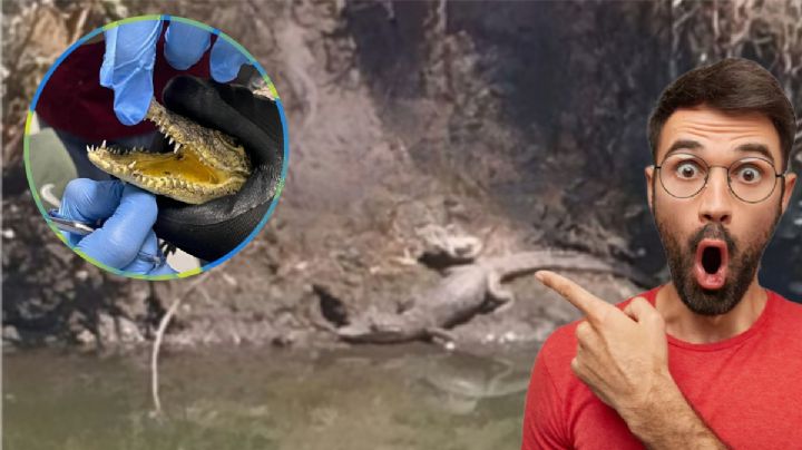 Dueño de cocodrilo deambulando en Hidalgo pide se lo regresen; esto dijo