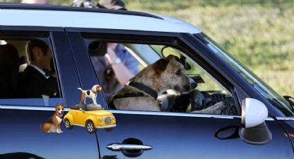 ¿Perros que manejan? Así es la escuela de manejo para los lomitos | Videos