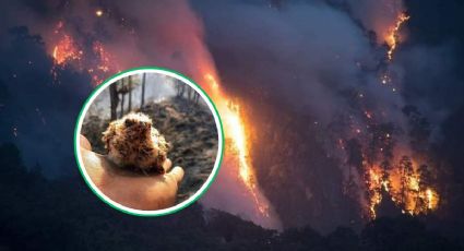 Así puedes ayudar a los animalitos afectados por incendios forestales en Veracruz