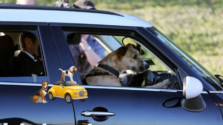 ¿Perros que manejan? Así es la escuela de manejo para los lomitos | Videos