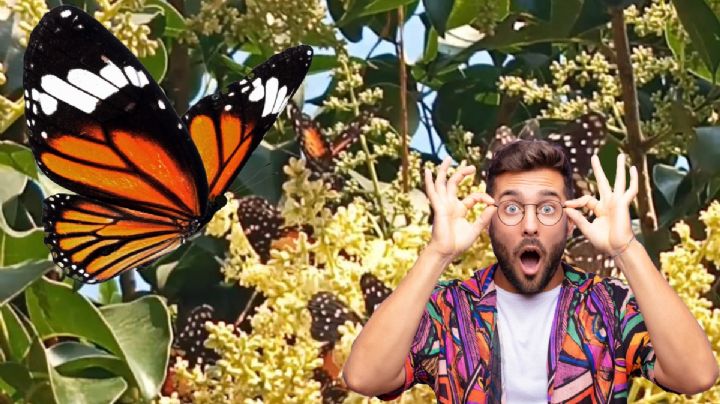 ¿Qué significa que haya tantas mariposas en Pachuca? Esto debes de hacer