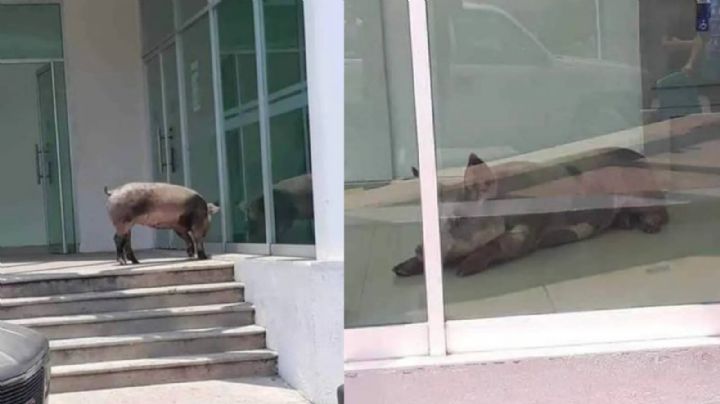 ¡Ni ellos se salvan! Puerquito se resguarda del sol en cajero de CFE