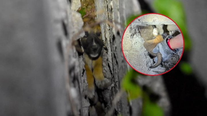 Cachorro queda atrapado entre 2 bardas en zona habitacional de Tula I FOTOS