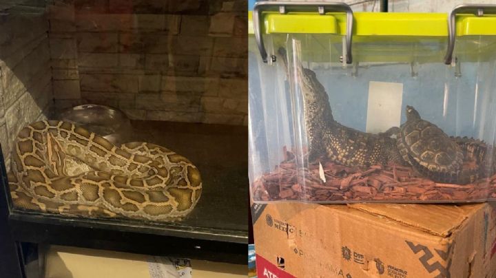 En Xalapa, cae mujer con animales exóticos ilegales: aseguran a más de 60 ejemplares