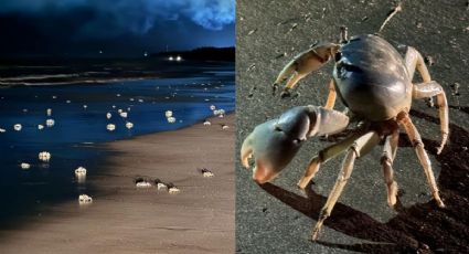 Cangrejos azules salen a playas del norte de Veracruz; esto se sabe de la especie