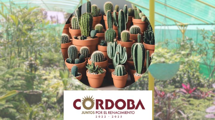 En Córdoba impartirán taller de reproducción de cactáceas a comerciantes y agricultores