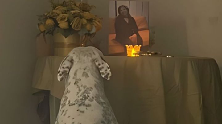 Perro pierde a su abuela y su reacción conmueve