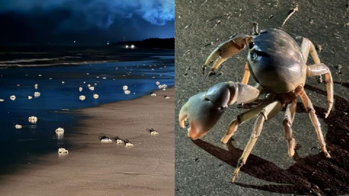 Cangrejos azules salen a playas del norte de Veracruz; esto se sabe de la especie