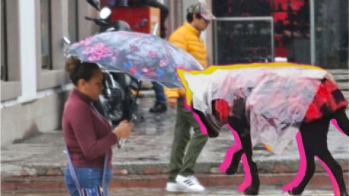 Por lluvias, así abrigan a este perrito callejero y enternece en las redes