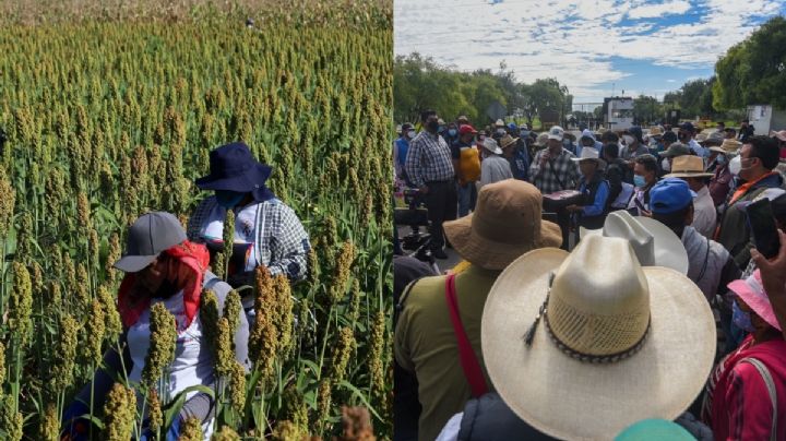 Campo en Crisis: Productores de sorgo en Tamaulipas denuncian persecución por cerrar carreteras